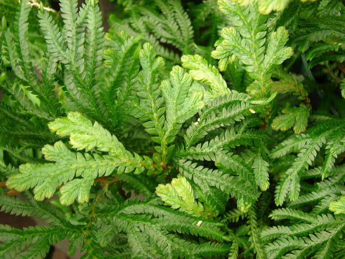 Selaginella Plana- Medicinal Plant
