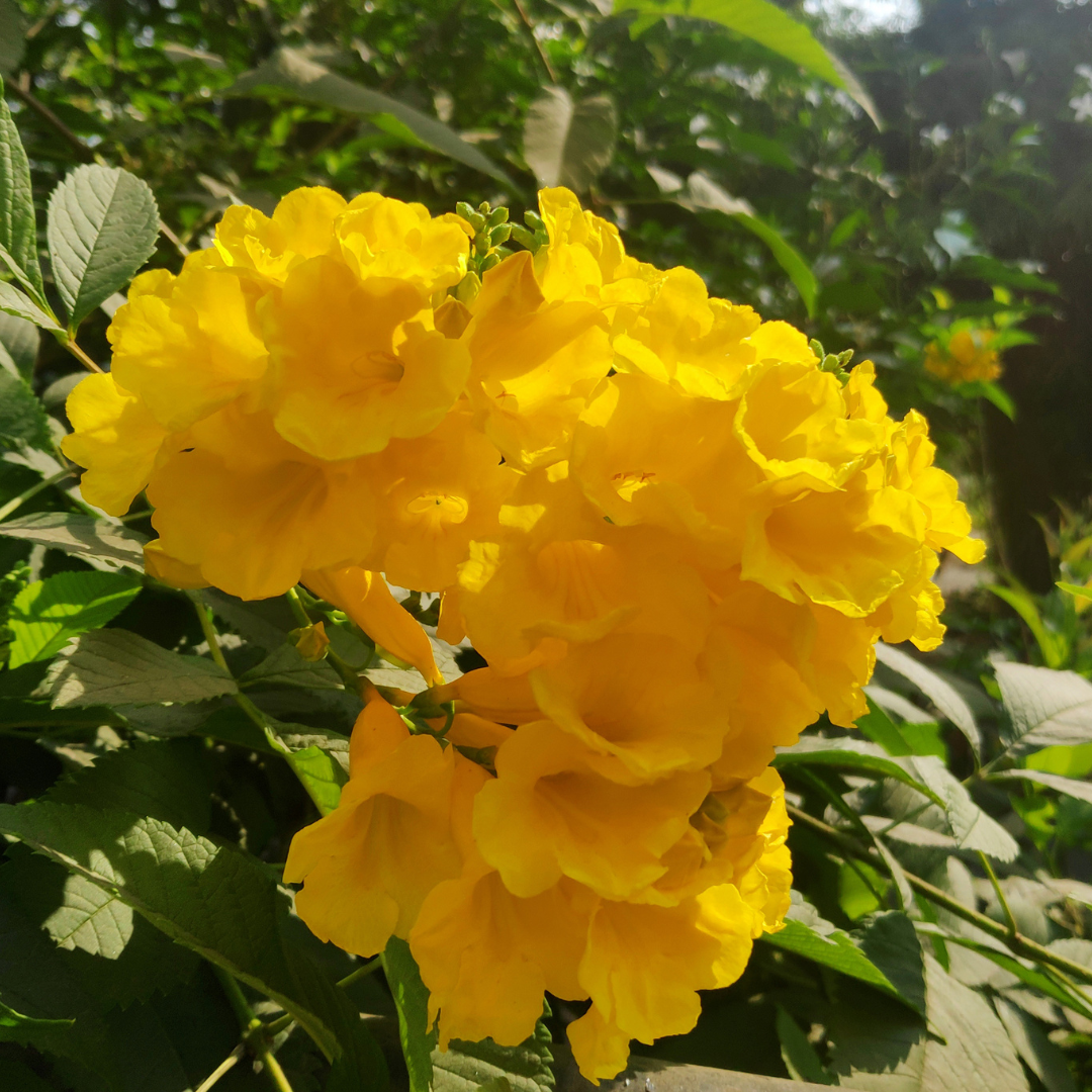 Vibrant Tecoma Yellow Hybrid Flower Plant for Your Beautiful Garden