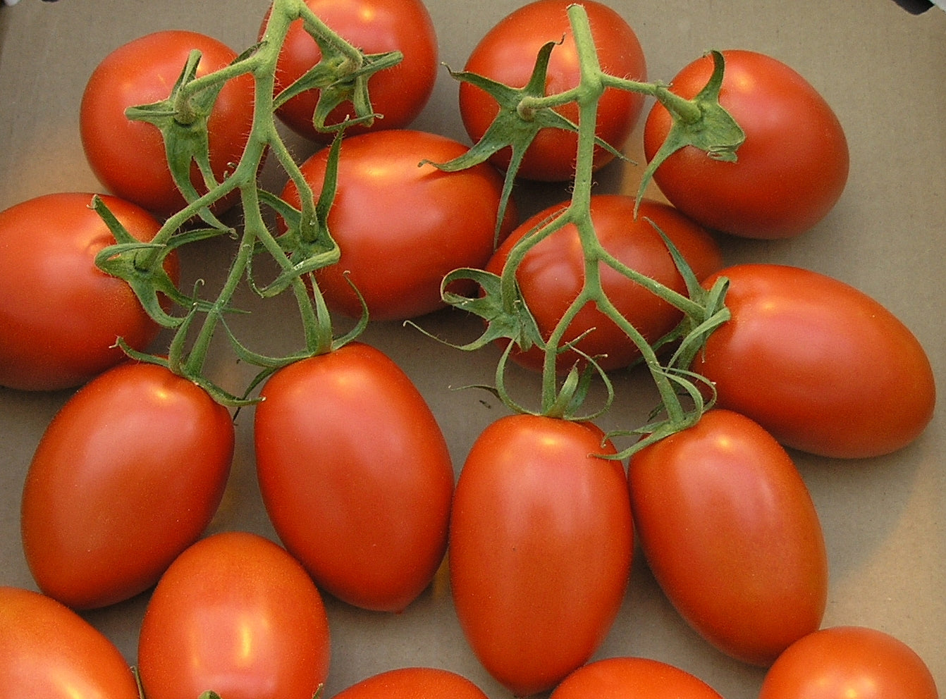 🍅 Roma Tomato Hybrid Seeds – 100 Seeds, Perfect for Sauces & Cooking  - Vegetable Seeds
