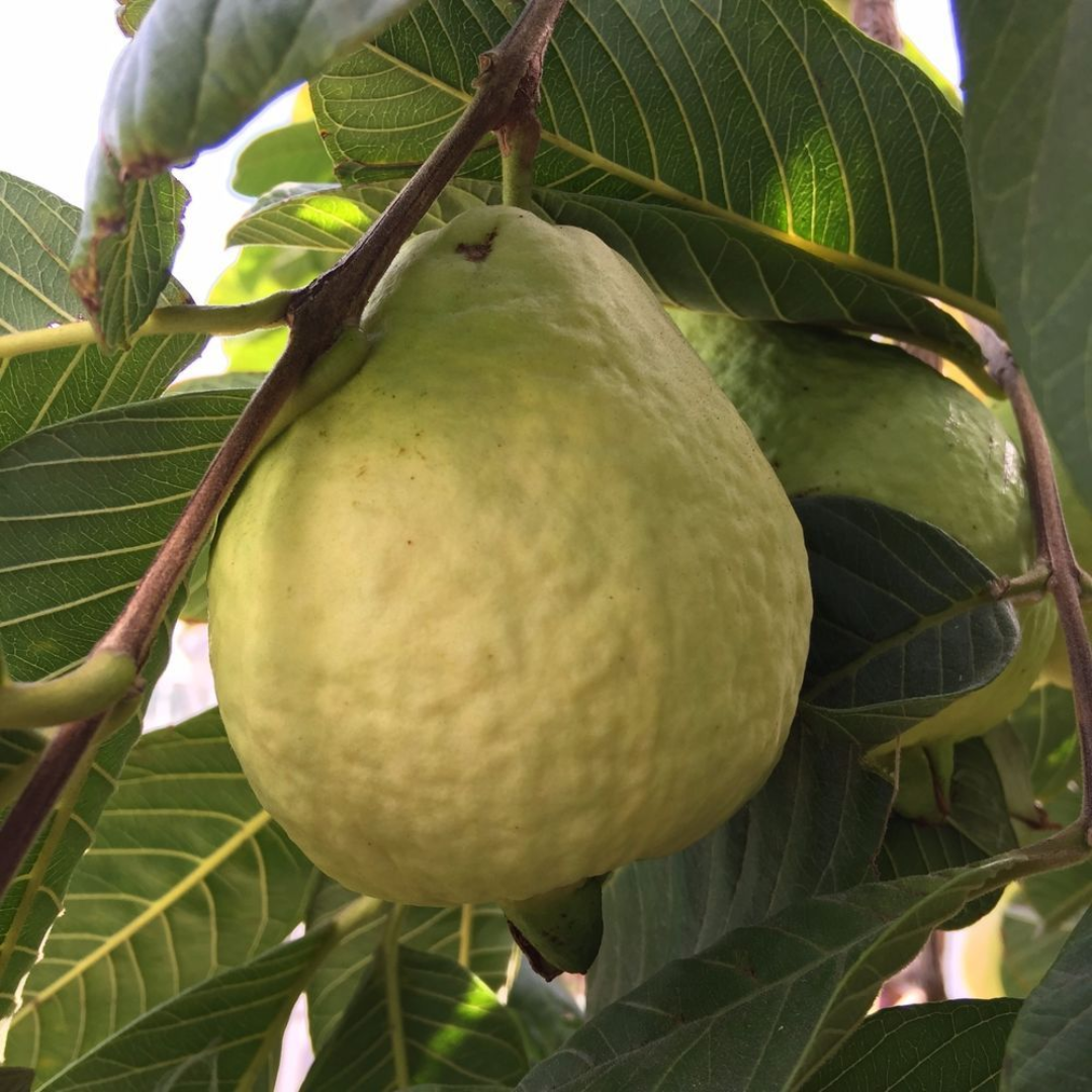 Premium Tropical White Guava Hybrid Fruit Plant: Fresh, Healthy, Home Garden Delight