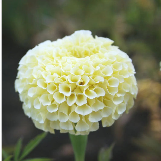Hybrid White Marigold Flower Seeds – Pure Elegance in Bloom – Pack of 30 - Flower Seeds