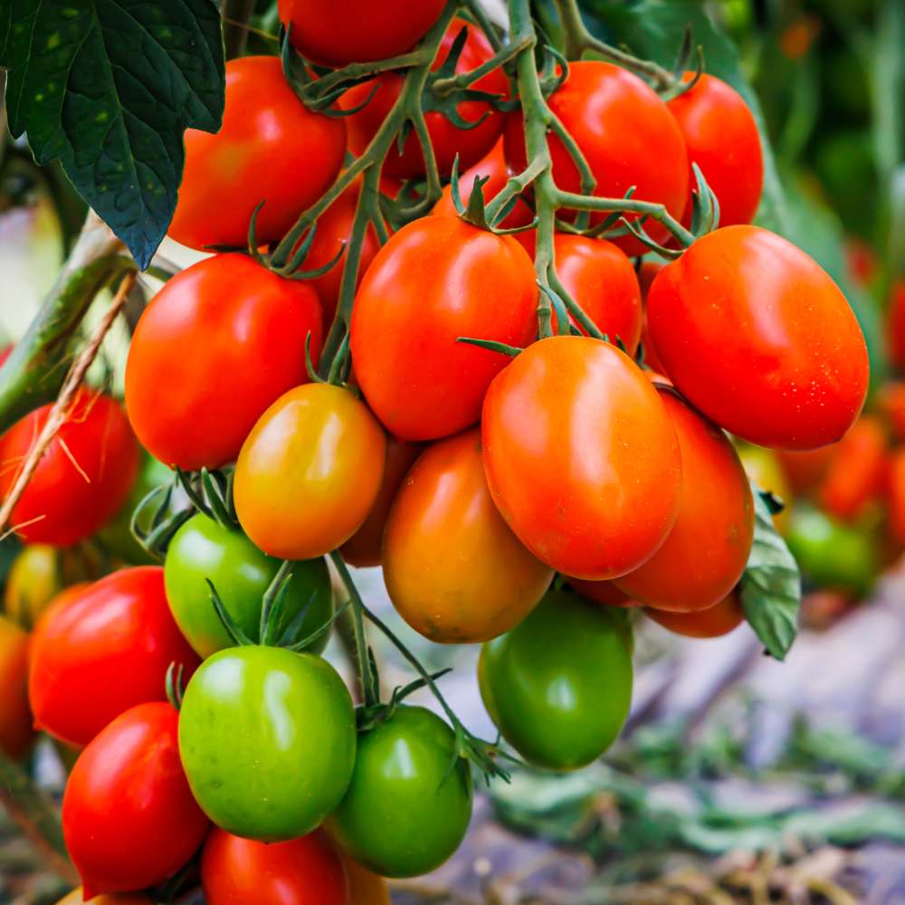 Tomato F1 Hybrid Seeds - 50 Seeds (Tamatar) (टमाटर के बीज) High Germination/ Easy to Grow/ Ideal for Terrace/Kitchen Gardening -Vegetable Seeds