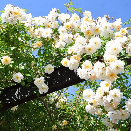 Exotic Hybrid Climbing Rose Flower Seeds – Pack of 20  -Delhi White Pear - Rose Seeds