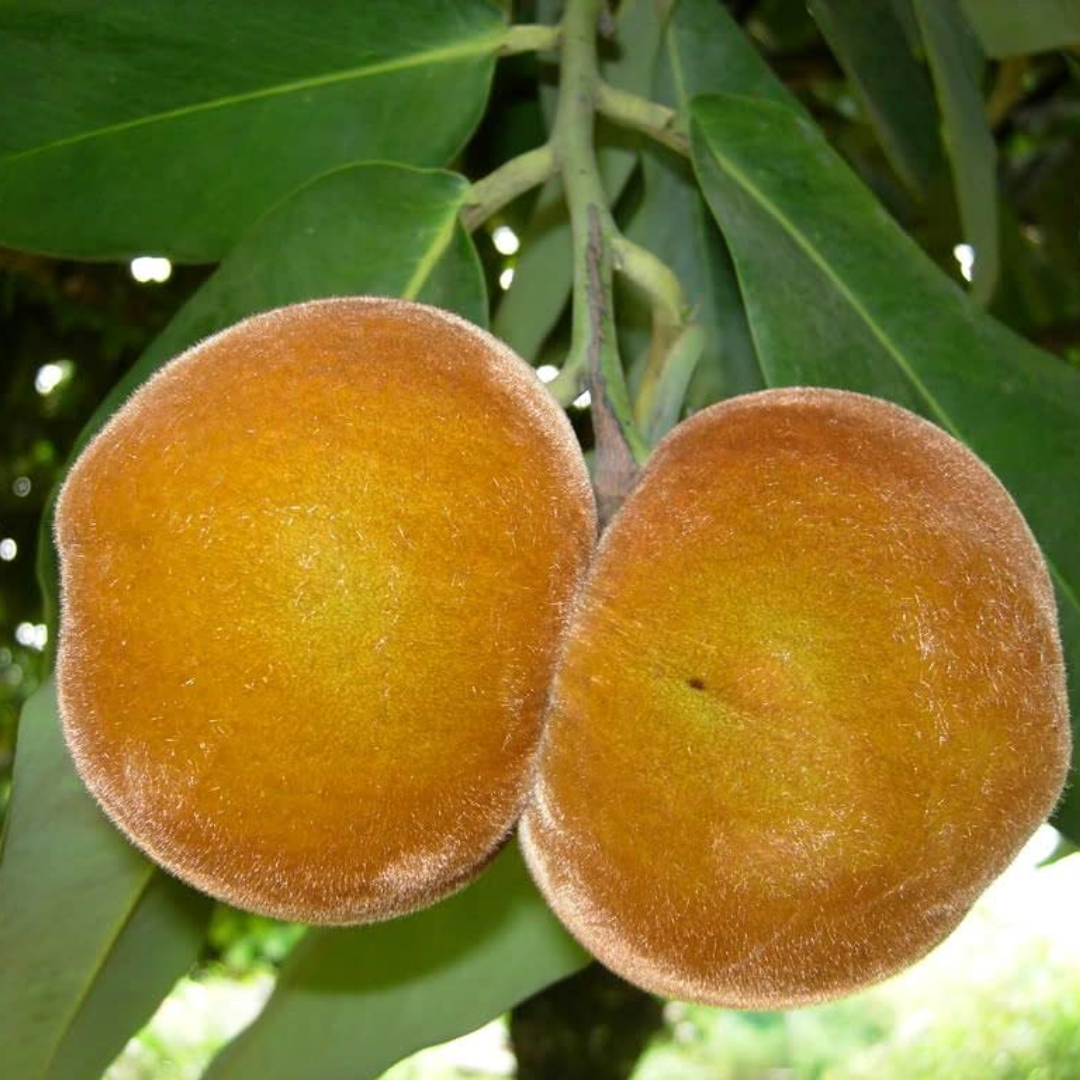 Velvet Apple / Mabolo - Diospyros blancoi Fruit Plant