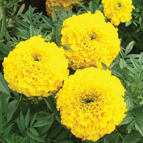 Hybrid Yellow Marigold Flower Seeds – Pack of 30- Flower Seeds
