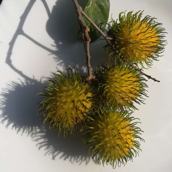 Rambutan Muar Gading Hybrid Fruit Plant: Sweet, Juicy, Easy-Peel Tropical Delight