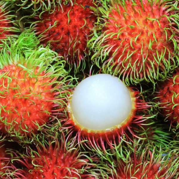 Rambutan Binjai Hybrid Fruit Plant: Sweet, Red, Freestone Indonesian Delight