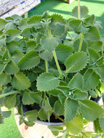 Coleus Aromaticus  -Medicinal Plant