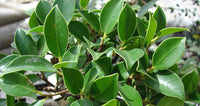 Ficus Microcarpa -Medicinal Plant