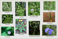 Dashapushpam Plants