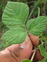 Pseudarthria Viscida   -Medicinal Planta