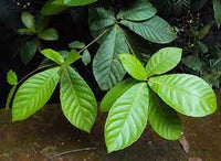 Elaeocarpus Tuberculatus-Medicinal Plant