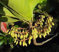 Elaeocarpus Tuberculatus-Medicinal Plant