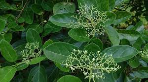 Premna Serratifolia -Medicinal Plant