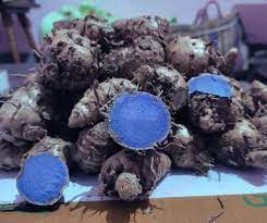 Black Turmeric | Kali haldi | Karumanjal | Seeds|Nalla Pasupu for Plantation (100 Gram)/ Grocery