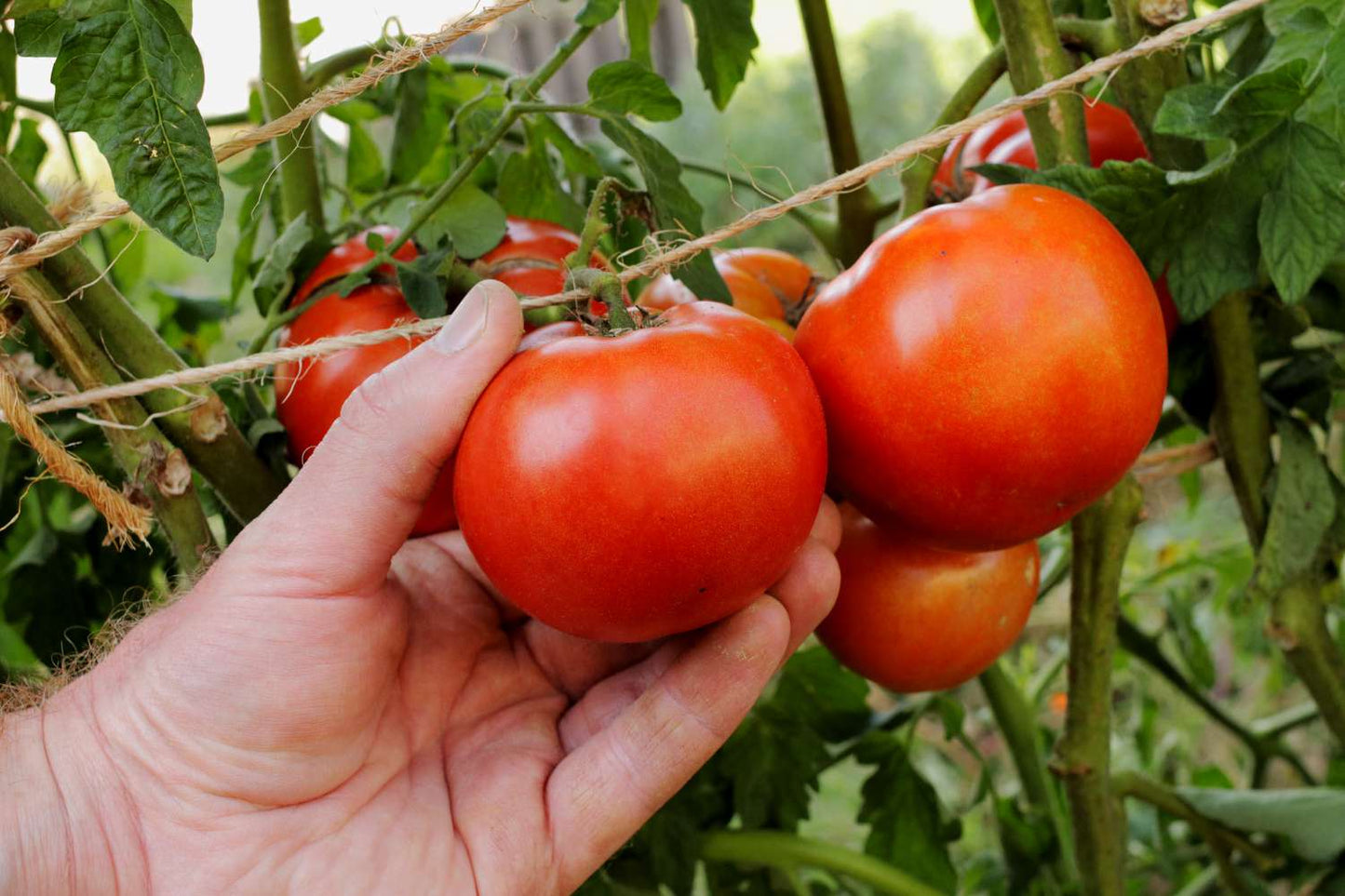 🍅 Early Girl Hybrid Tomato Seeds – 100 Seeds, Fast-Maturing & Flavorful Variety - Vegetable Seeds