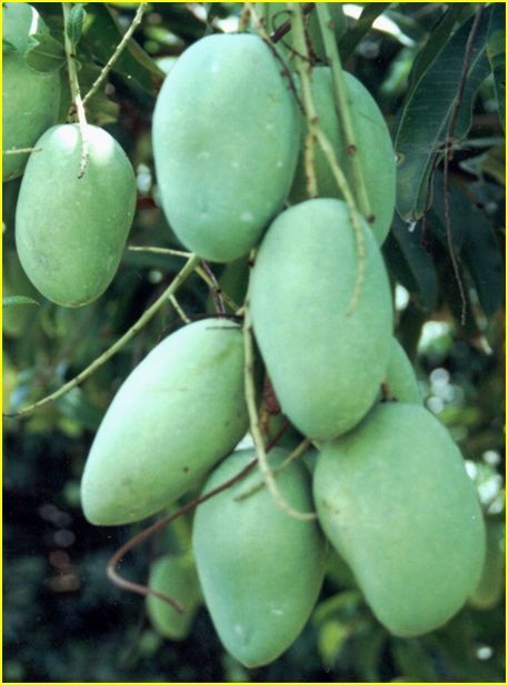 Mango Plant (Raspuri) ) Live Mango 1 Plant (Mangifera indica) – Grafted Variety  -Fruit Plants