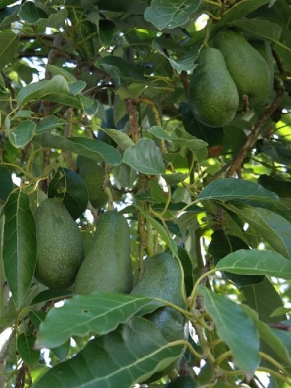 Fuerte Avocado Seeds – Pack of 2 - Fruit Seeds