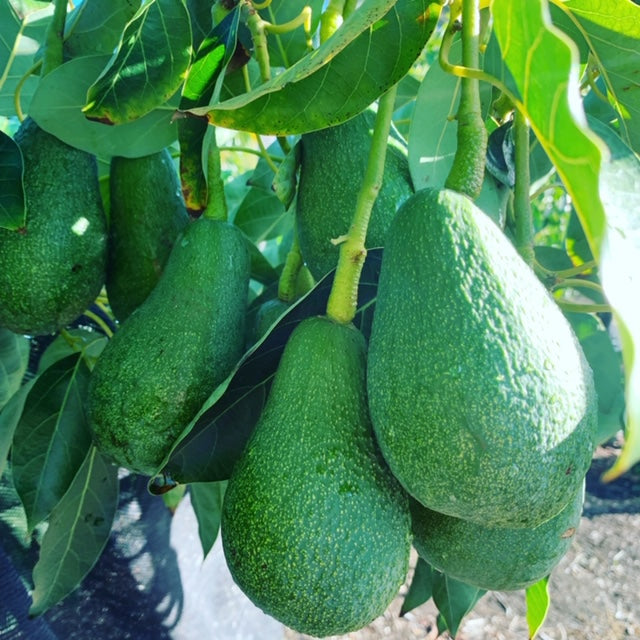 Fuerte Avocado Seeds – Pack of 2 - Fruit Seeds