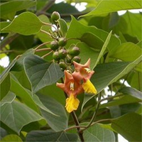 Gmelina Arborea -Medicinal Plant