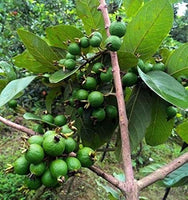 GRAPE GUAVA FRUIT PLANT EXOTIC PLANTS