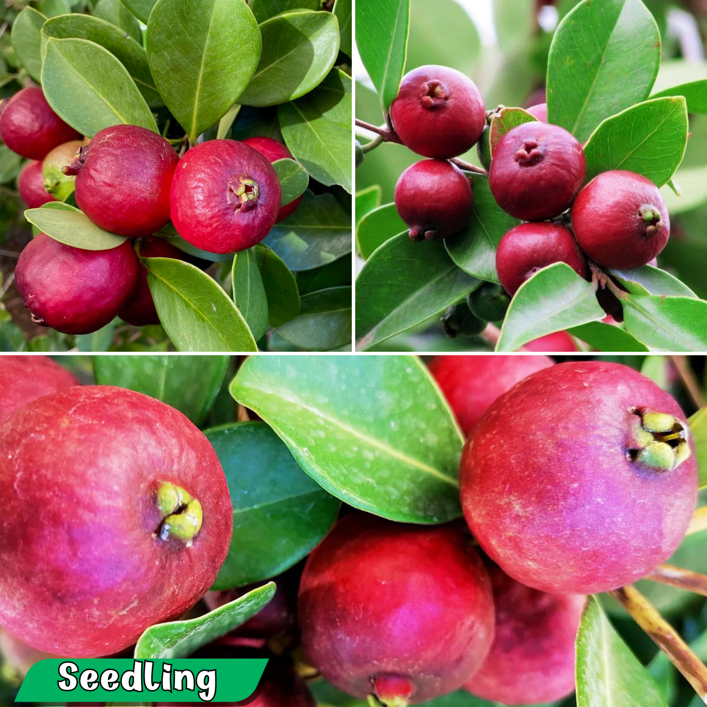 Strawberry Guava Fruit Plant: Delicious, Nutrient-Rich, Compact, and Easy to Grow