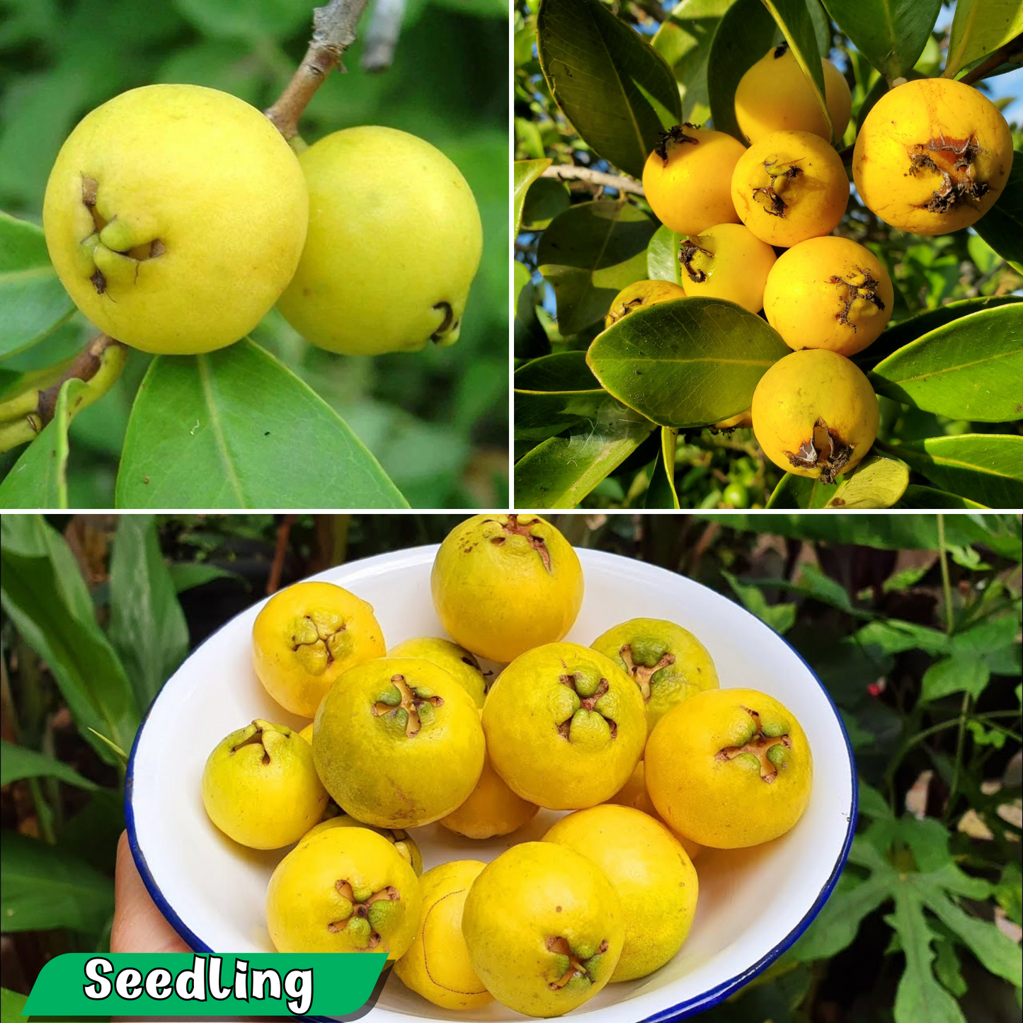 Lemon Guava Fruit Plant: Sweet, Tangy, Vitamin C Rich, Drought-Tolerant Tree