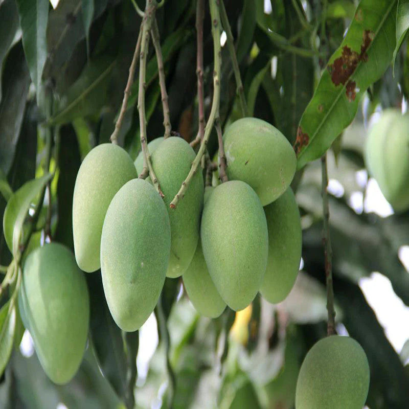 Mango Plant (Imam Pasand (Himayat) ) Live Mango 1 Plant (Mangifera indica) – Grafted Variety  -Fruit Plants