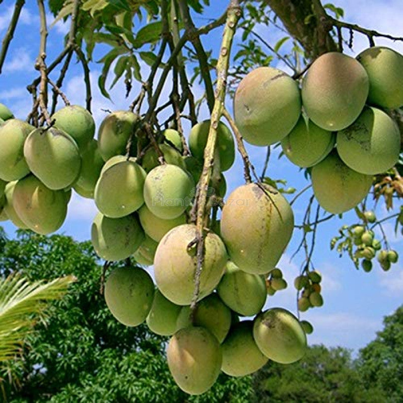 Mango Plant (Himsagar)) ) Live Mango 1 Plant (Mangifera indica) – Grafted Variety  -Fruit Plants