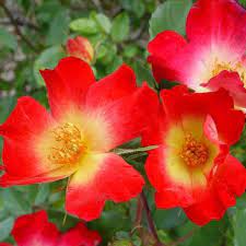 Exotic Hybrid Climbing Rose Flower Seeds – Pack of 20 -Cocktail - Rose Seeds