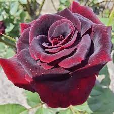 Exotic Hybrid Climbing Rose Flower Seeds – Pack of 20  - Velvet - Rose Seeds