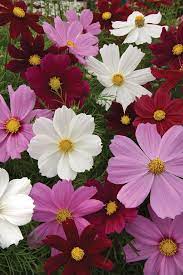 Cosmos Flower Seeds Mix – Vibrant Multi-Color Blooms - Flower Seeds