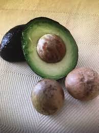 Hass Avocado Seeds – Pack of 2 - Fruit Seeds