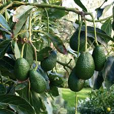 Hass Avocado Seeds – Pack of 2 - Fruit Seeds
