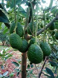 Hass Avocado Seeds – Pack of 2 - Fruit Seeds