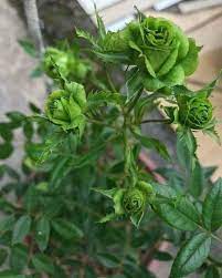 Premium Hybrid Rose Flower 20  Seed - Greensleeves - Rose Seeds