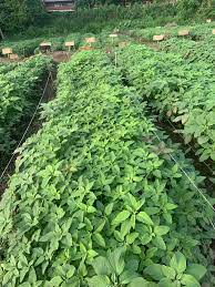 ARKA Suguna -TFL Veg.AMARANTH Hybrid -Vegetable Seeds