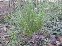 Chrysopogon Zizanioides  -Medicinal Planta