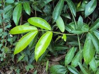 Myxopyrum Smilacifolium-Medicinal Plant