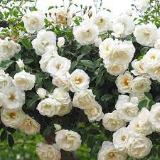 "Exotic Hybrid Climbing Rose Flower Seeds 20   - Coconut Ice - Rose Seeds