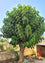 Gmelina Arborea -Medicinal Plant