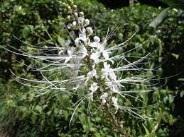 Orthosiphon Aristatus  -Medicinal Plant