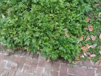 Selaginella Plana- Medicinal Plant
