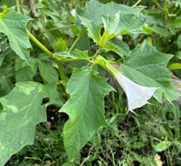 Datura Stramonium  -Medicinal Planta