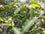 Mimusops Elengi- Medicinal Plant