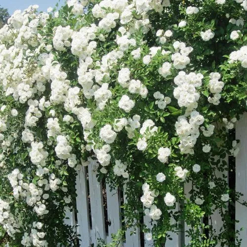 Royal Bloom Climbing Rose – Hybrid Rose Seeds for Vertical Elegance - Rose Seeds