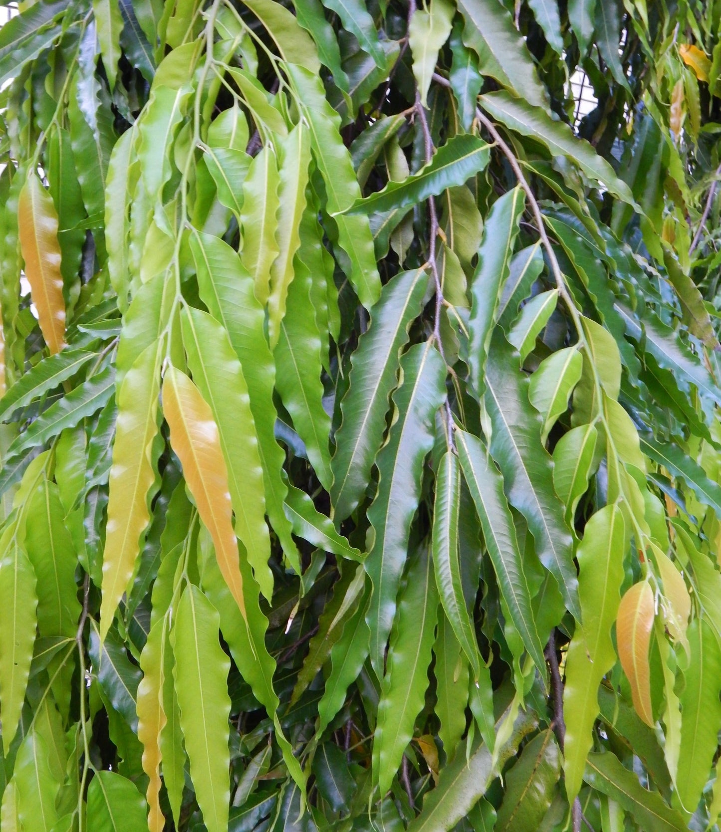 Live Ashoka Tree Plant (Polyalthia longifolia) - Medicinal & Ornamental