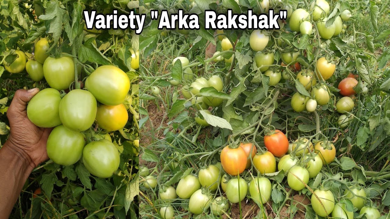 Organic Vegetable Seeds Pack – Tomato (Arka Rakshak) For Kitchen & Terrace Gardens -Vegetable Seeds