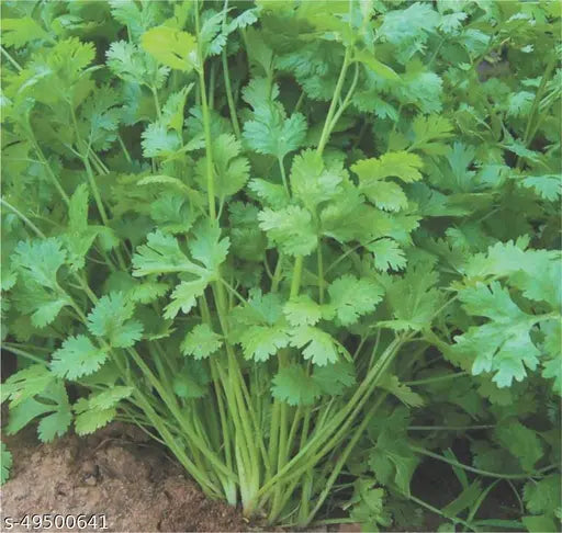 🌿 Coriander (Dhaniya) Hybrid Seeds – Premium Quality Pack 100 - Vegetable Seeds