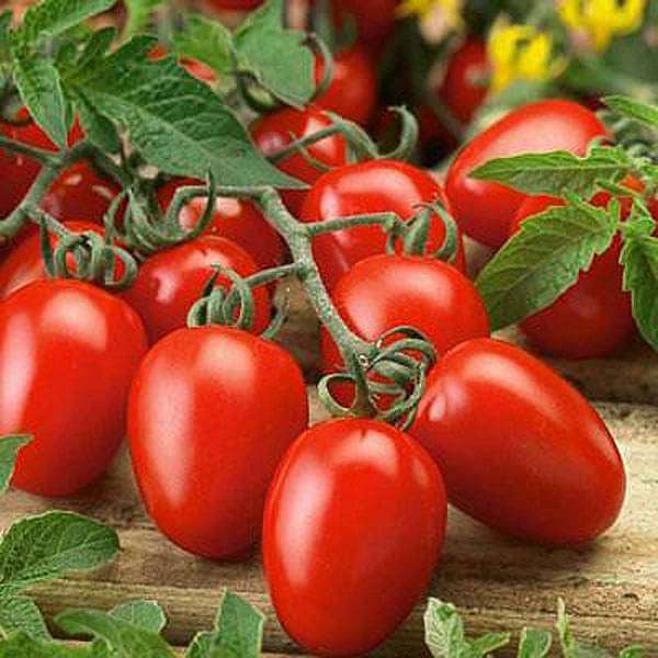 Organic Vegetable Seeds Pack – Tomato (Pusa Ruby) For Kitchen & Terrace Gardens -Vegetable Seeds